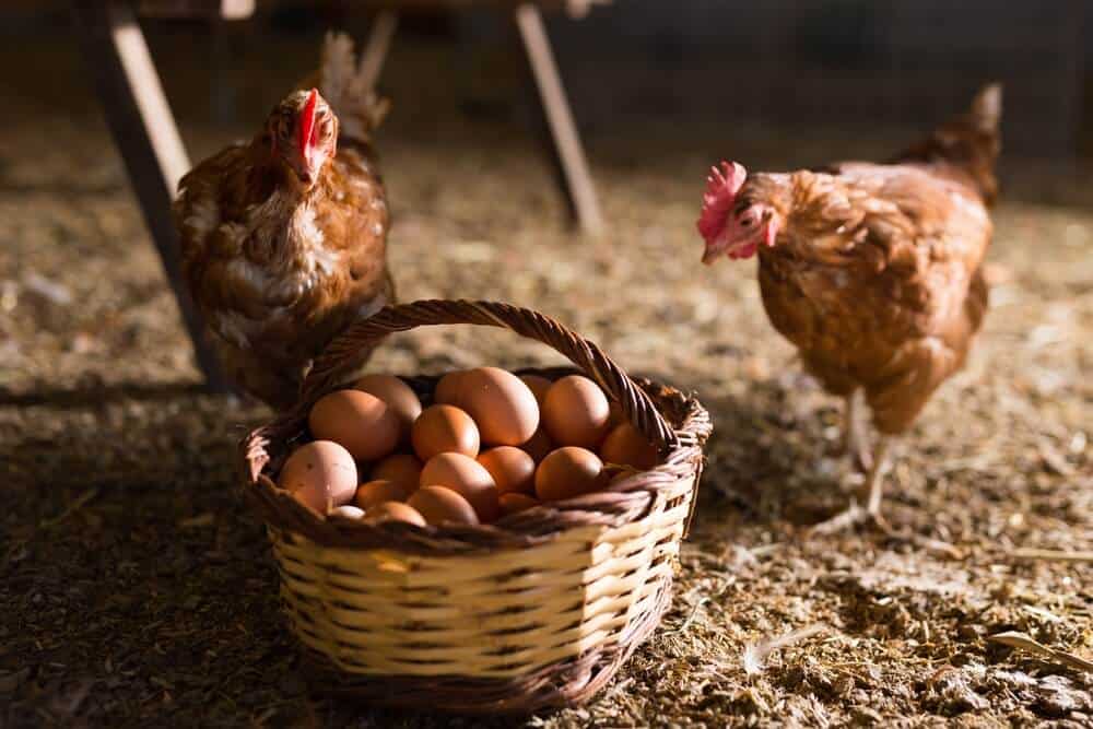 فروش مرغ تخمگذار در شیراز - سپید طیور